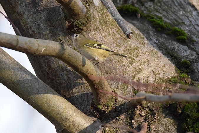 Regolo  - Simona Corbellini