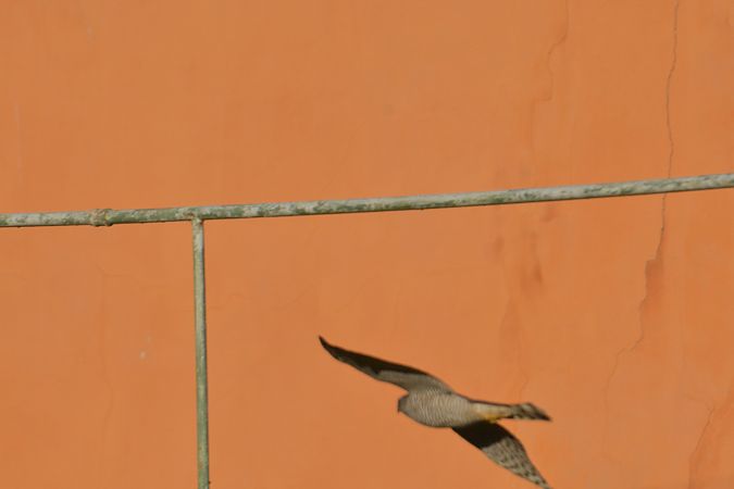 Sparviere  - Simona Corbellini