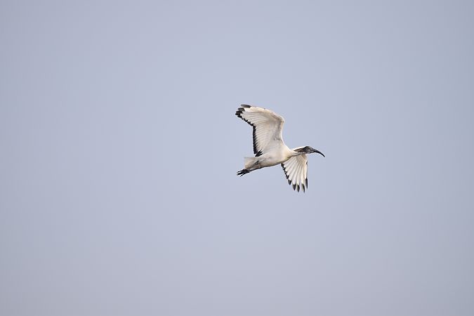 Ibis sacro  - Simona Corbellini