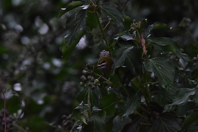 Fiorrancino  - Simona Corbellini