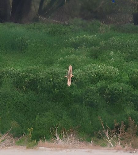 Tarabuso  - Simona Corbellini