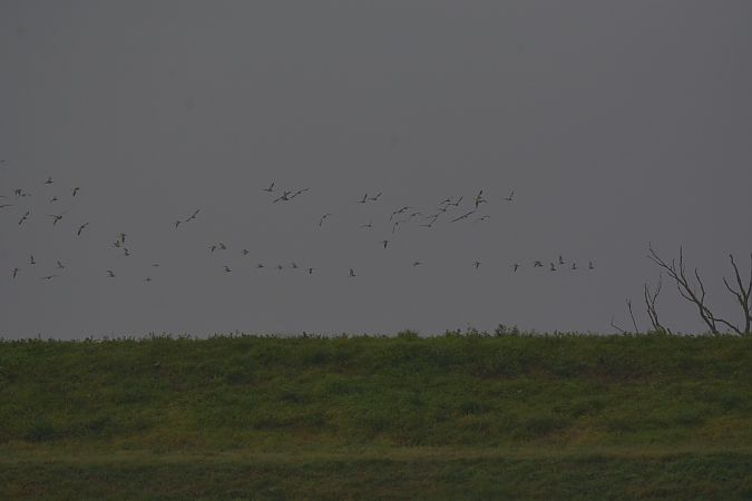 Chiurlo maggiore  - Simona Corbellini