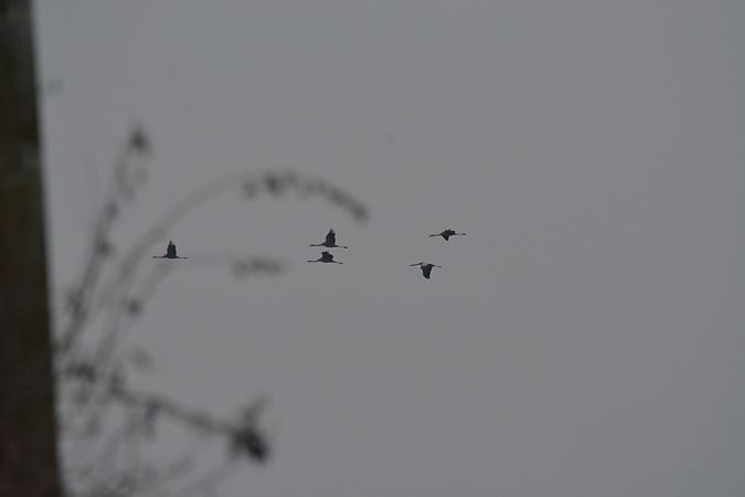 Gru  - Simona Corbellini