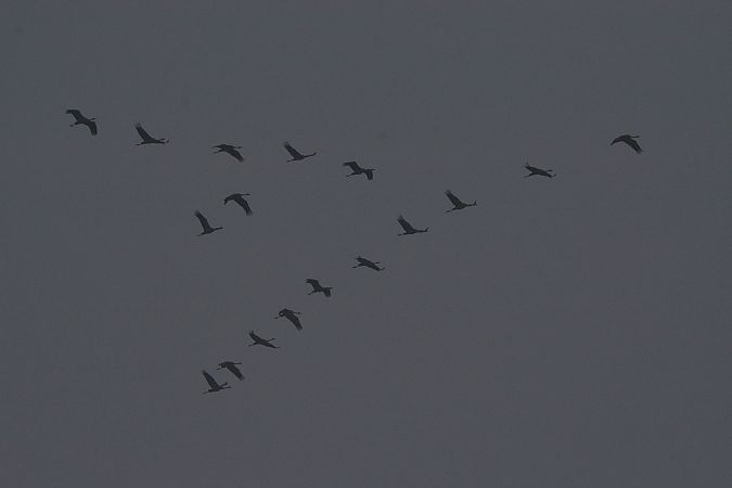 Gru  - Simona Corbellini