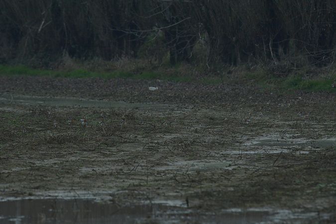 Chiurlo maggiore  - Simona Corbellini