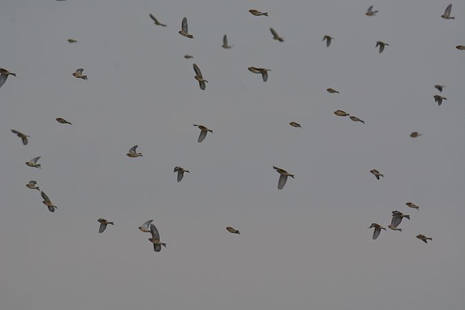 Linotte mélodieuse  - Simona Corbellini