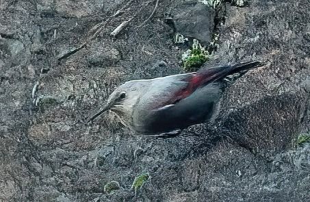 Picchio muraiolo  - Pier Paolo Piciucco