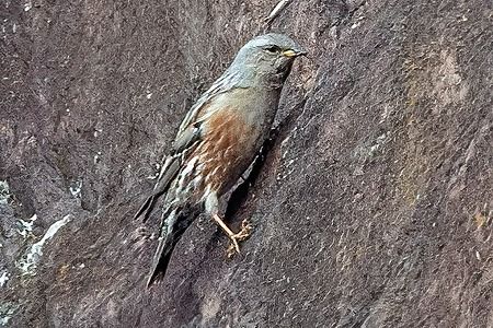 Alpenbraunelle  - Pier Paolo Piciucco