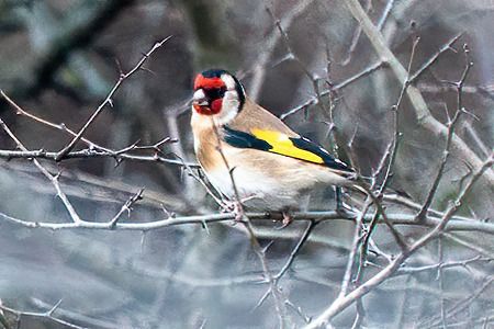 Cardellino  - Pier Paolo Piciucco