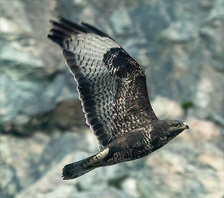 Poiana  - Pier Paolo Piciucco