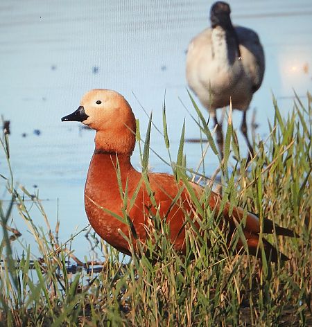 Casarca  - Matteo Faggi