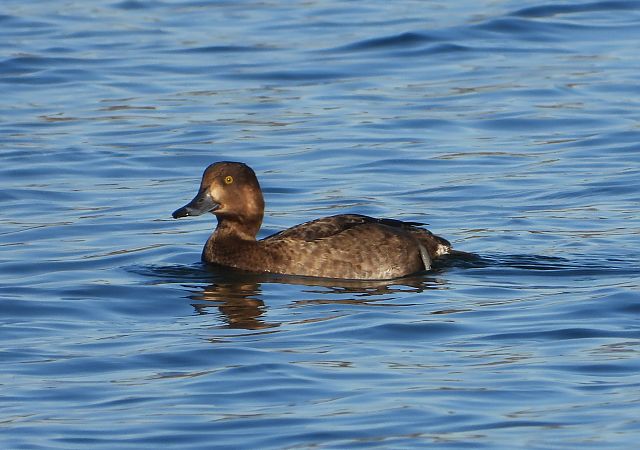 Ibrido di anatra  - Matteo Faggi
