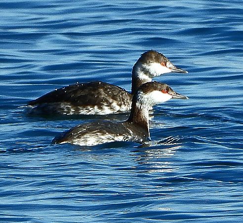 Horned Grebe  - Matteo Faggi