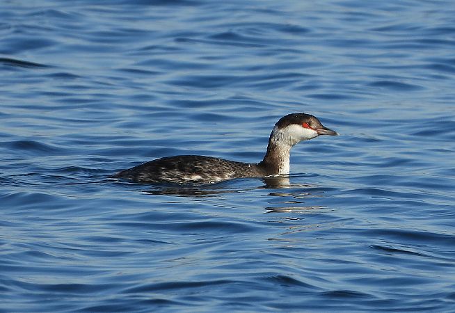 Svasso cornuto  - Matteo Faggi