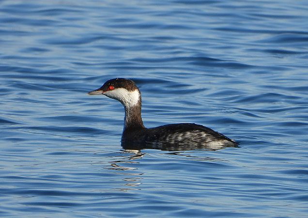 Svasso cornuto  - Matteo Faggi
