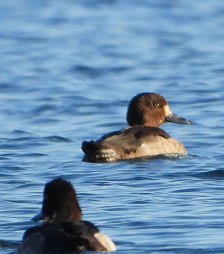 Ibrido di anatra  - Matteo Faggi