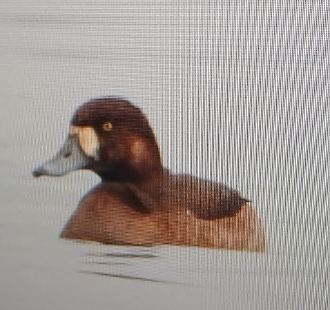 Moretta grigia  - Matteo Faggi