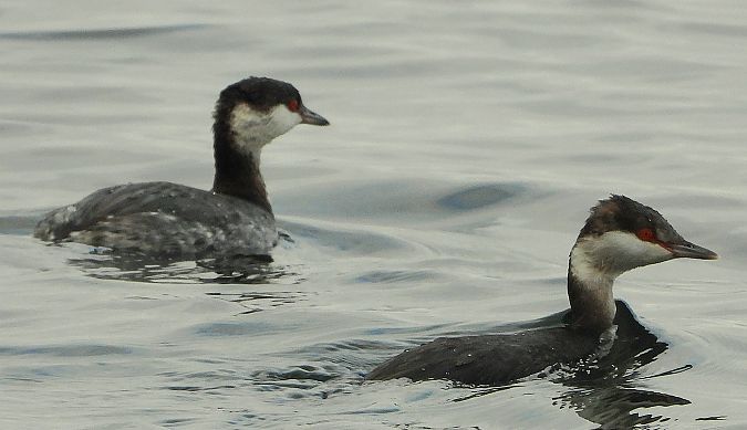 Svasso cornuto  - Matteo Faggi