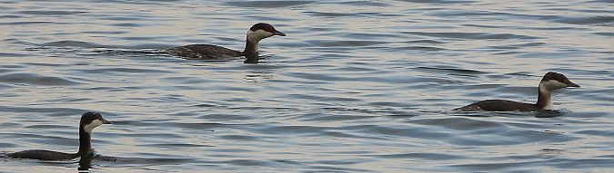 Svasso cornuto  - Matteo Faggi