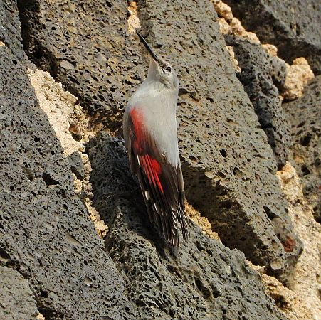 Picchio muraiolo  - Matteo Faggi
