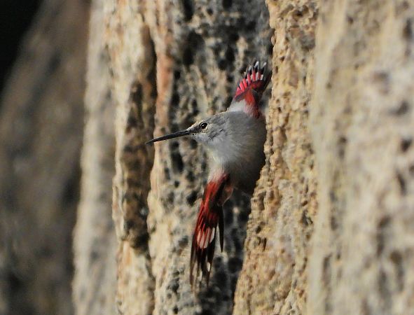 Picchio muraiolo  - Matteo Faggi