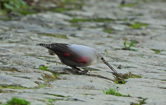 Picchio muraiolo  - Matteo Faggi