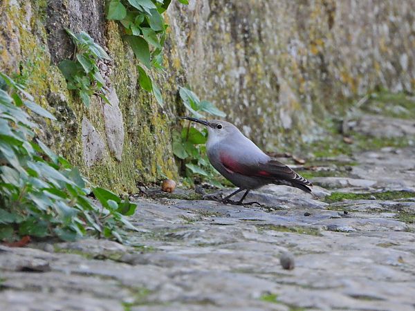 Picchio muraiolo  - Matteo Faggi