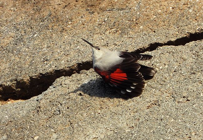 Picchio muraiolo  - Matteo Faggi