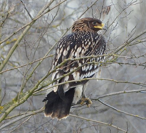 Aquila anatraia maggiore  - Matteo Faggi