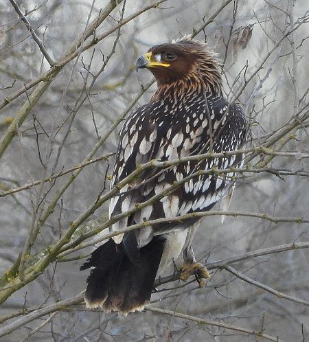 Aquila anatraia maggiore  - Matteo Faggi