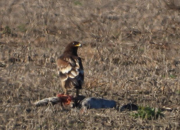 Aquila anatraia maggiore  - Matteo Faggi
