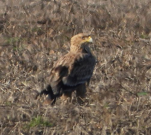 Aquila imperiale  - Matteo Faggi