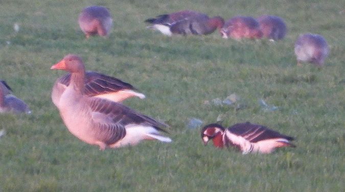 Red-breasted Goose  - Matteo Faggi