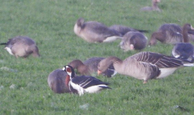 Oca collorosso  - Matteo Faggi