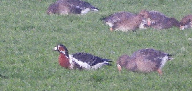 Oca collorosso  - Matteo Faggi