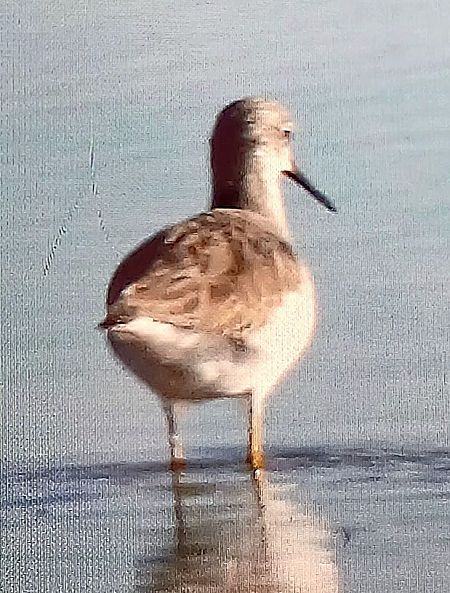 Totano zampegialle minore  - Matteo Faggi