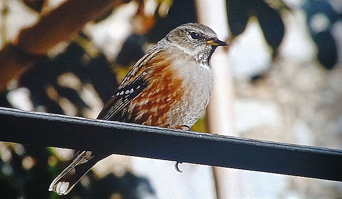 Sordone  - Matteo Faggi