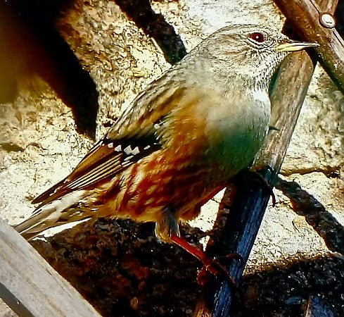 Sordone  - Matteo Faggi