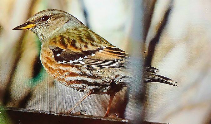 Sordone  - Matteo Faggi