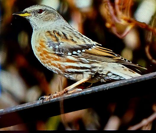 Sordone  - Matteo Faggi