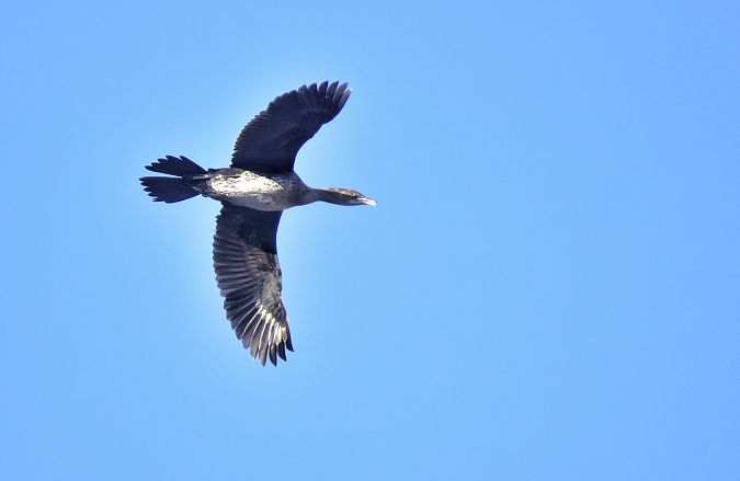 Marangone minore  - Samir Primavera