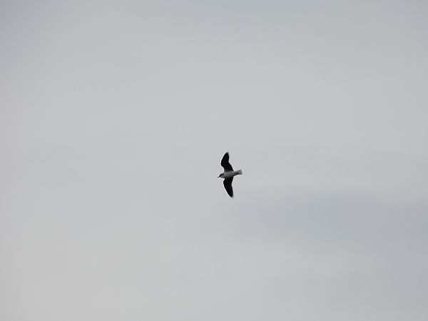 Gabbianello  - Dario Salemi