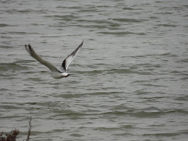 Gabbianello  - Dario Salemi