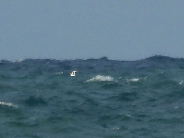 Gabbiano tridattilo  - Dario Salemi