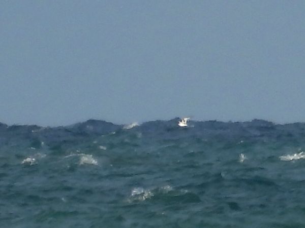 Gabbiano tridattilo  - Dario Salemi