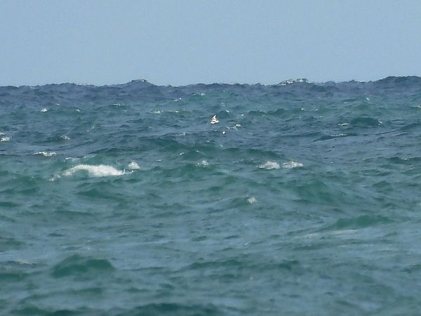 Gabbiano tridattilo  - Dario Salemi