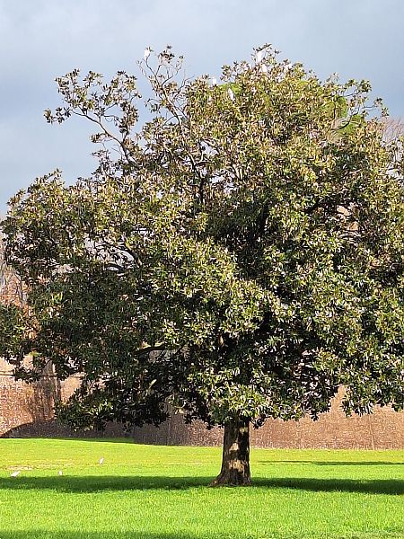 Garzetta  - Joep Van de Laar