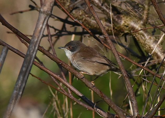 Occhiocotto  - Alvaro Dellera