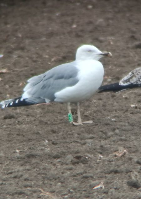 Gabbiano reale  - Lorenza Venturini