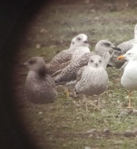 Gabbiano reale  - Lorenza Venturini